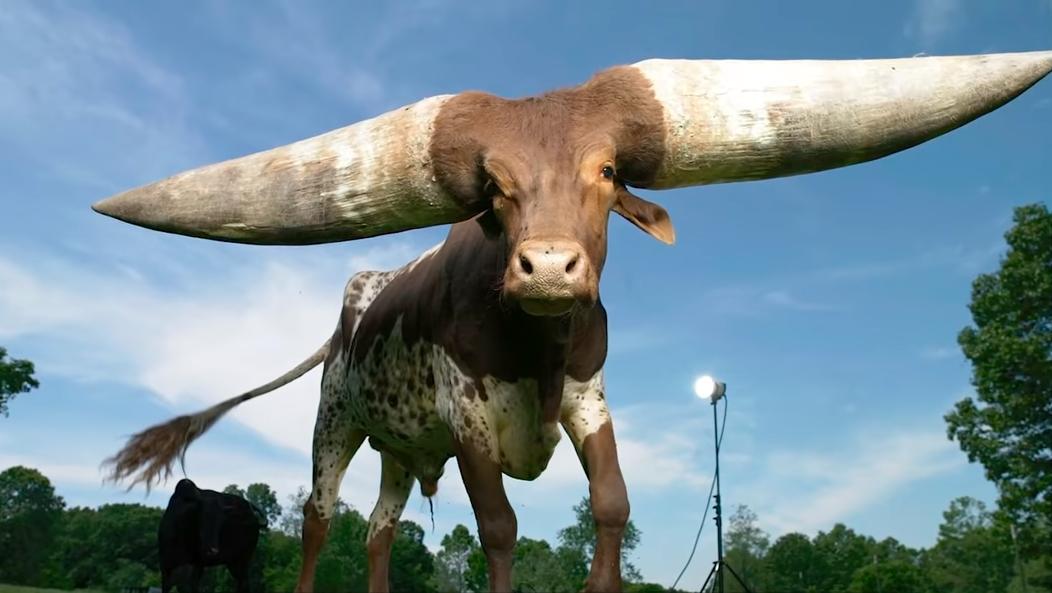 给牛身上开洞,牛身上的洞是怎样开的