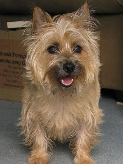 世界上所有的狗品种图片,世界最名贵的狗前十名及其简介