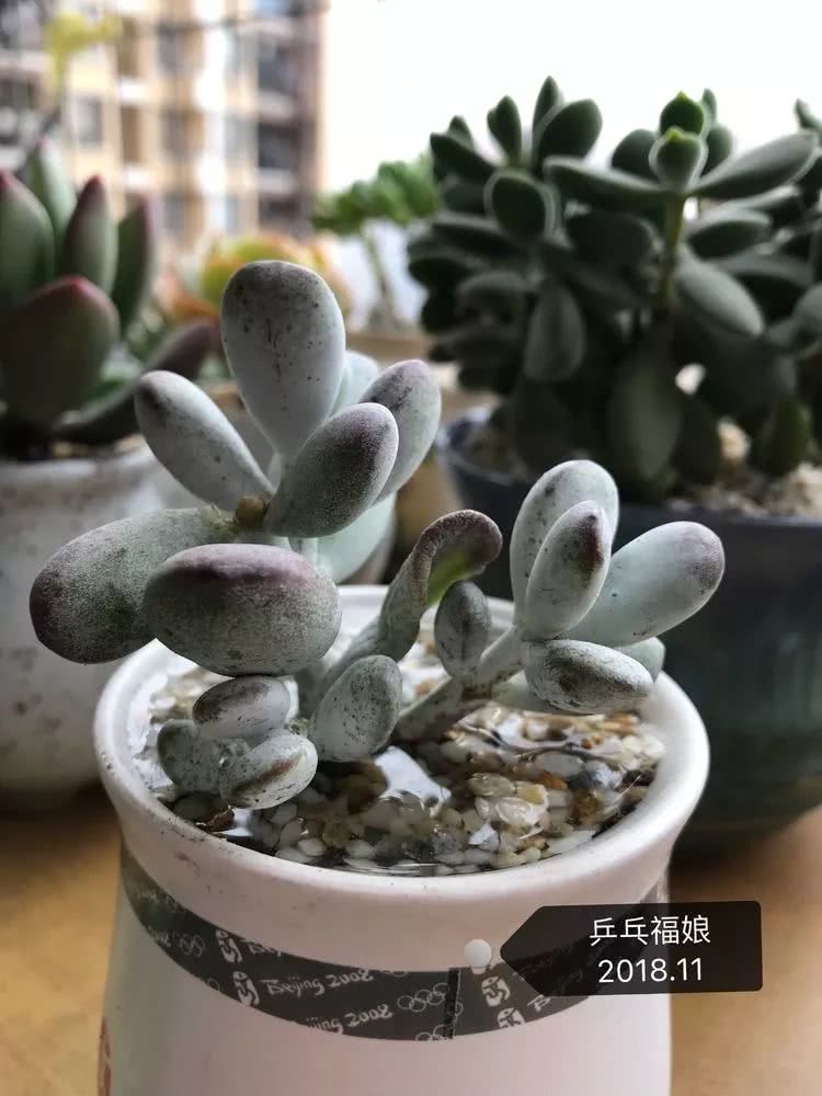 多肉名字怎么记,养多肉人的名字