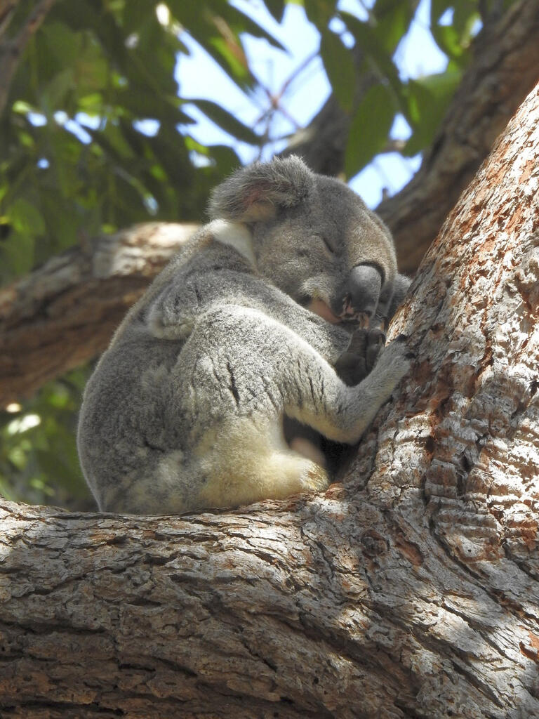 缇庡浘娆ｈ祻鍚儏鑴夎剦,缇庡浘ai娣峰壀