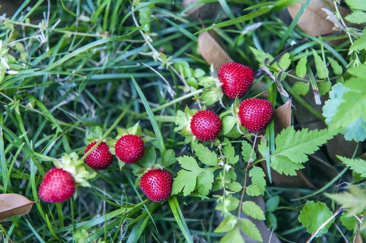 2米长大蟒蛇吓坏居民,深山出现巨大蟒蛇