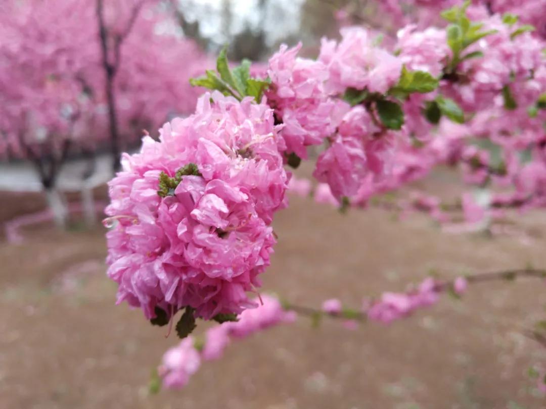 朝阳赏花攻略（建议收藏）