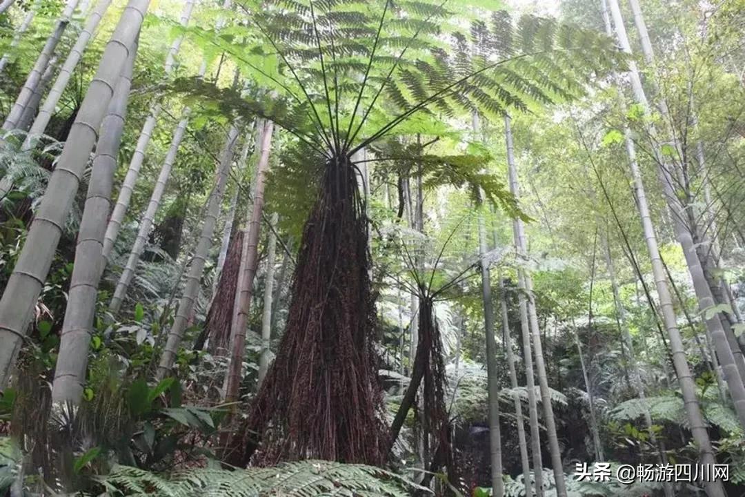 四川发现桫椤群,宜宾发现桫椤群视频