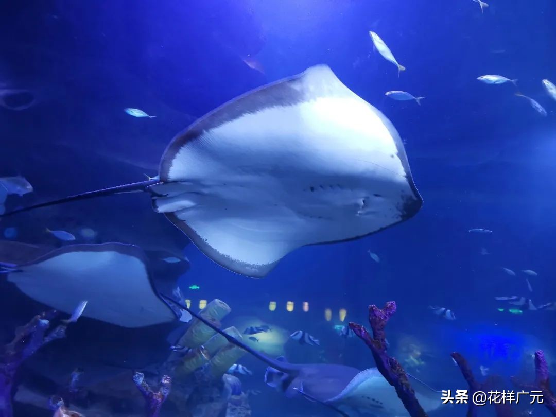 「广元卡尔海洋世界」海洋科普—鳐鱼：其实，我是被压扁的鲨鱼