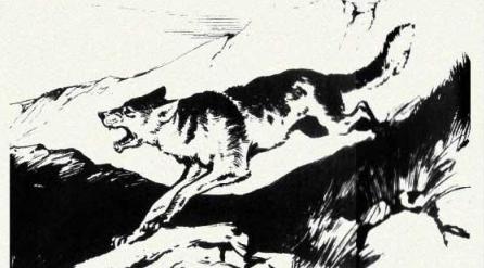 民间故事狼妻全集,民间故事狼夫