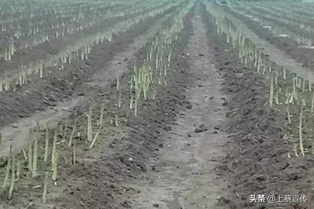 上蔡“芦笋大王”让贫困户抱上“聚宝盆”！