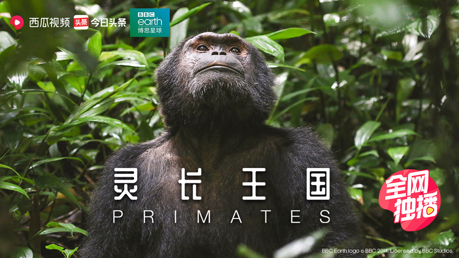 西瓜视频动物世界纪录片,动物园100种常见动物纪录片