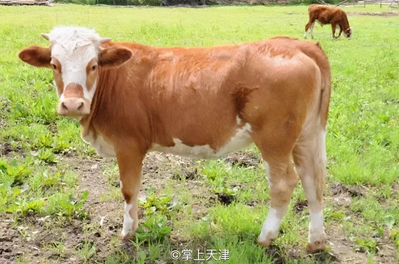 天津竟然有个“小三亚”，重点是还免！费