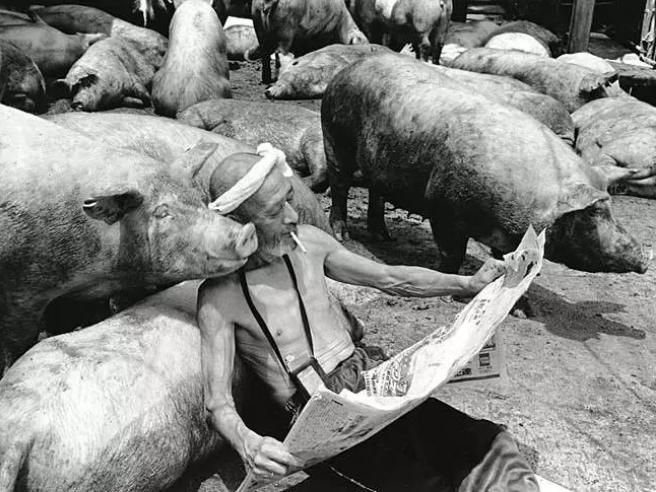 正月逢三亥猪当黄金卖啥意思,正月逢三亥猪当黄金卖什么意思