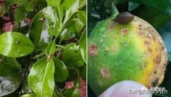 幼果期落果严重怎么补救,落果高峰期有什么表现