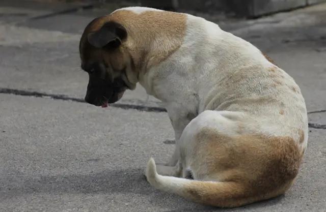 收购老土狗有什么用,农村有人高价收购10年以上老土狗