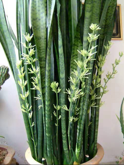 虎皮兰银脉能吸甲醛吗,金边虎皮兰吸收甲醛吗