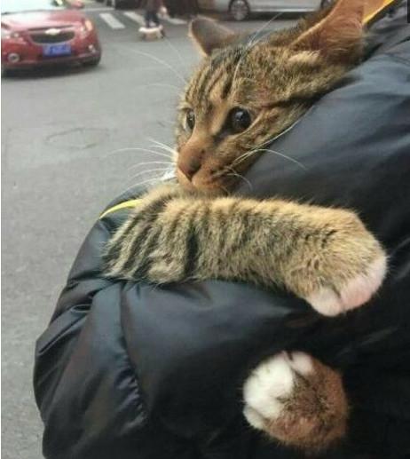 怎样才是正确的抱猫的姿势,怎样正确的抱猫还不会让猫咪挣扎