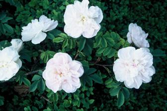 开到荼蘼那一天,开到荼靡花事了