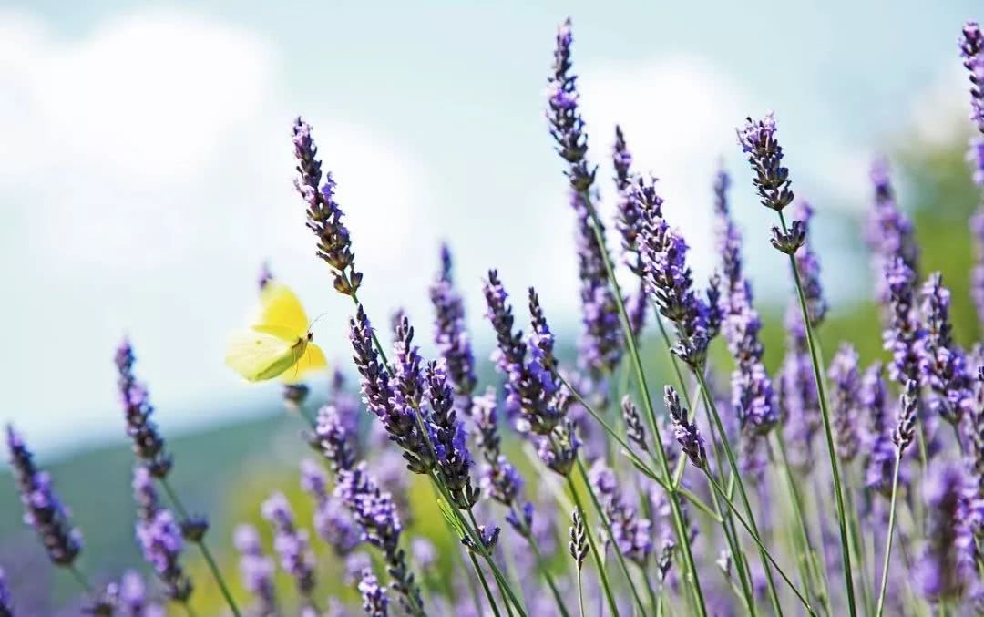 养花也要经历九九八十一难,养花的苦恼有哪些