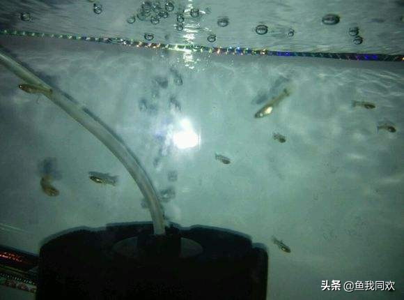 养鱼新手孔雀鱼怎么养好,孔雀鱼刚生的鱼缸怎么养