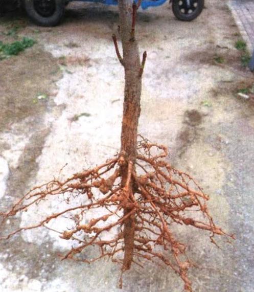 桃树苗7月份成熟品种,桃树苗品种如何选择