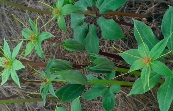 最近竹林发现的野草,竹林里常见的野草