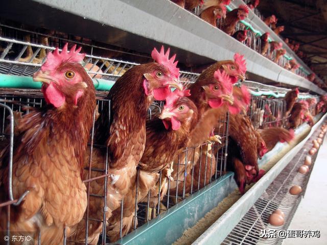 养鸡怎么样预防鸡不得病,养鸡需要添加什么药剂防治