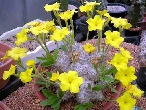 世界十大罕见花卉,世界名贵花卉高清大图