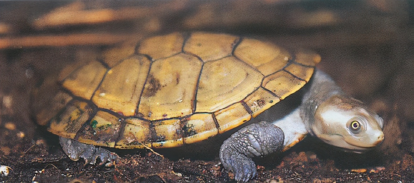 龟类大百科,大眼睛龟类