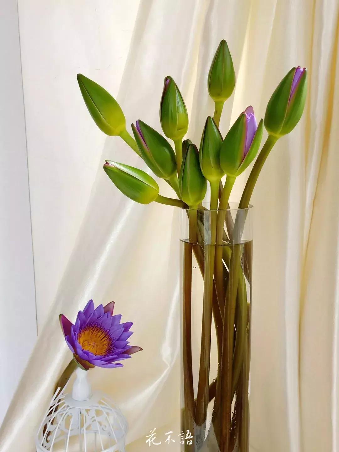 睡莲9月的养护,睡莲的养护方法文字