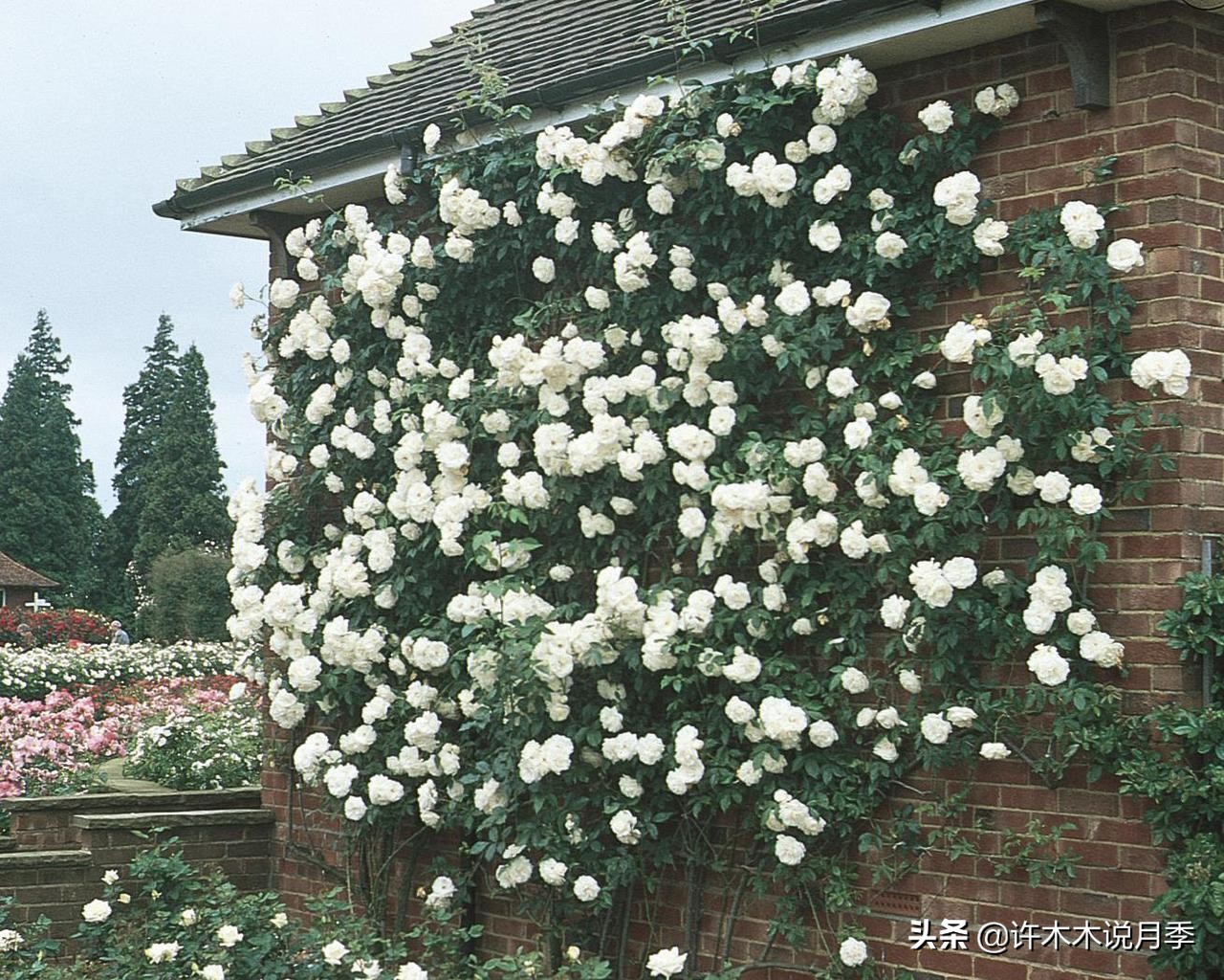 最好种植的藤本月季，种下一颗小苗，收获一片花海
