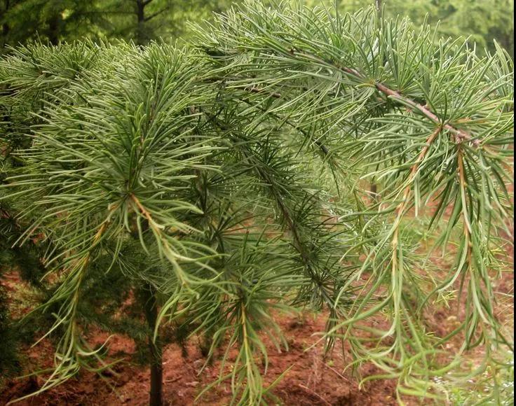 中国的植物多样性保护,全国林草生物多样性保护成就展