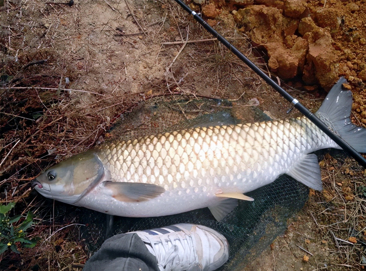 钓草鱼的最佳饵料比例,钓草鱼技巧与多种饵料选择