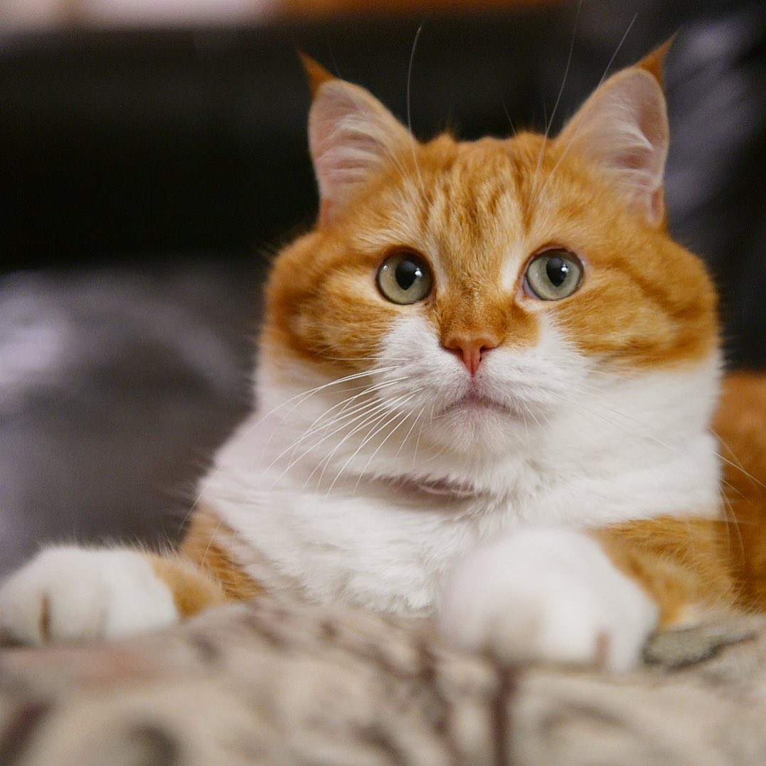 猫咪冬天到底怕不怕冷,为啥猫咪到冬天这么怕冷