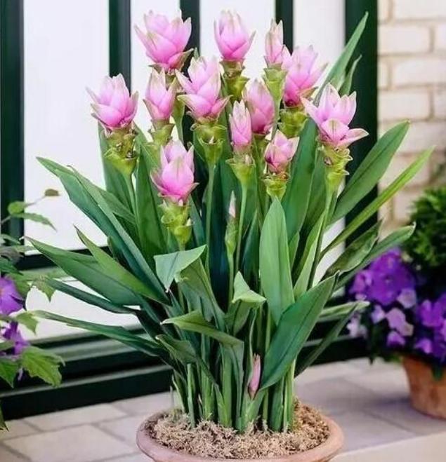 姜荷花春天要怎么养,姜荷花怎么养才好看