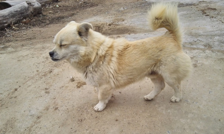 狗贩子收老狗怎么处理,九年高龄的老狗会被狗贩子卖到哪