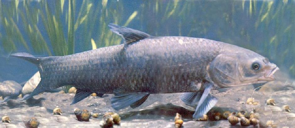 各种水生动物视频,景观淡水鱼有哪些图片