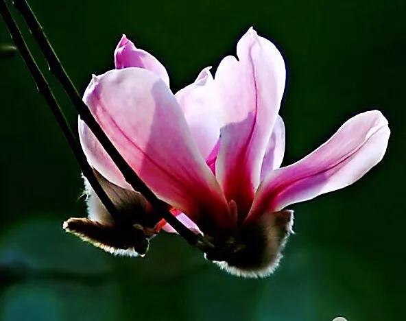 望春玉兰花盛开,造型望春玉兰