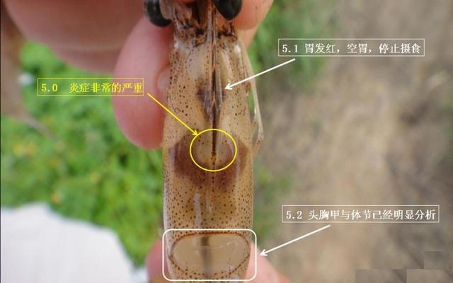 工厂化养殖对虾偷死原因,对虾养殖失败经历