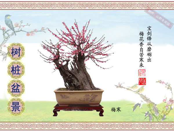 鏍戞々鐩嗘櫙楂樻竻鍥剧墖,姒旀鐩嗘櫙鏍戞々