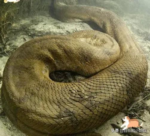 野外遇到毒蛇该如何应对,如何防止毒蛇靠近