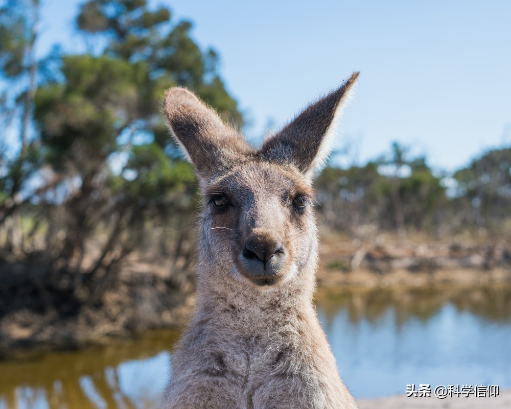 澳洲的动物为什么和其他地方不同,澳洲动物为什么有独特性