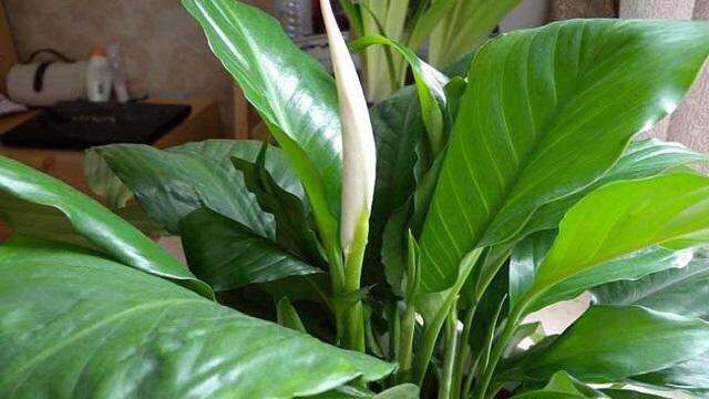 适合一年四季懒人养的绿植,这些绿植养在家里高级又实用