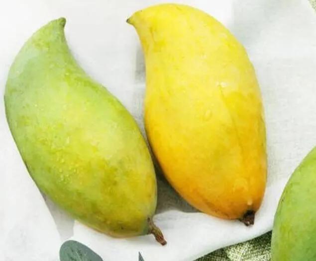 芒果树最甜的品种,芒果树哪种品种好吃