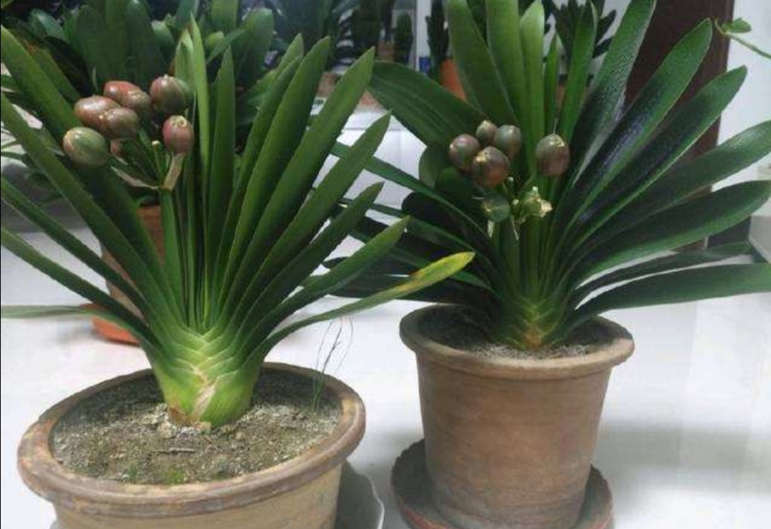 君子兰种子繁殖到开花需要几年,君子兰分株与种子繁殖有什么区别