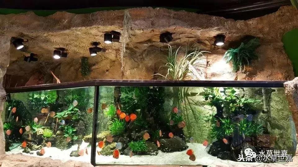 七彩神仙鱼水族箱布景,七彩神仙鱼苗繁殖技术