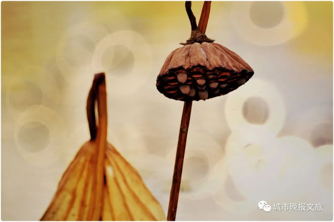 城晚拍拍丨秋色如画