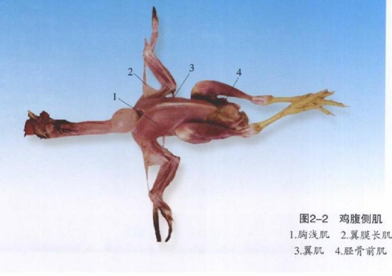 怎样解剖鸡知道病情,手把手教你解剖鸡超详细解剖步骤