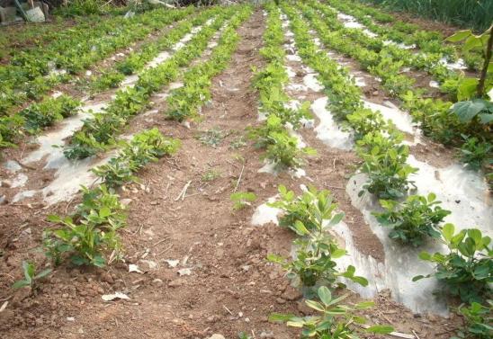 花生种植新手入门教学视频,花生种植技术小视频