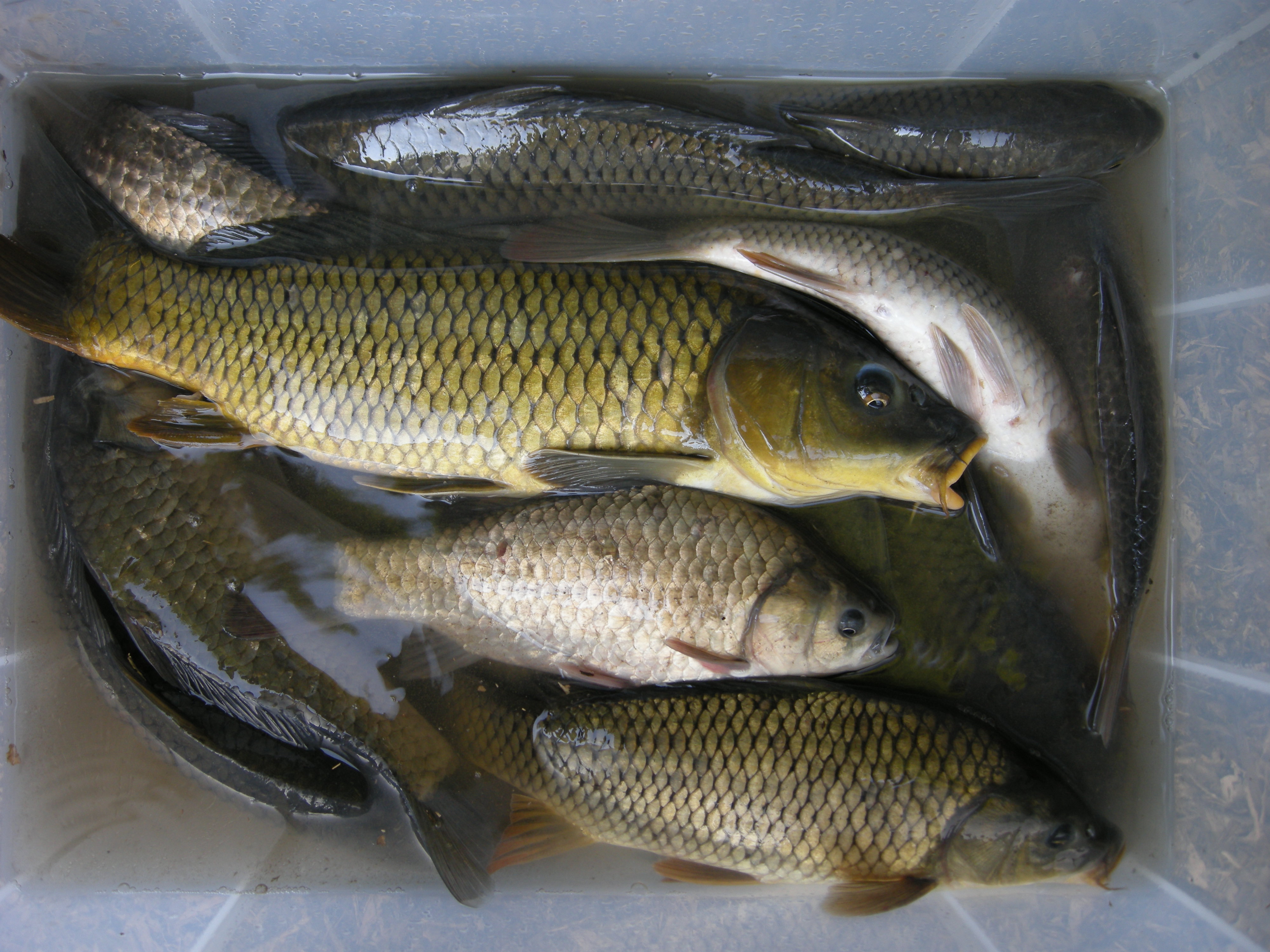 3分鱼钩多少钱一个,一分钱一个的鱼钩好用吗