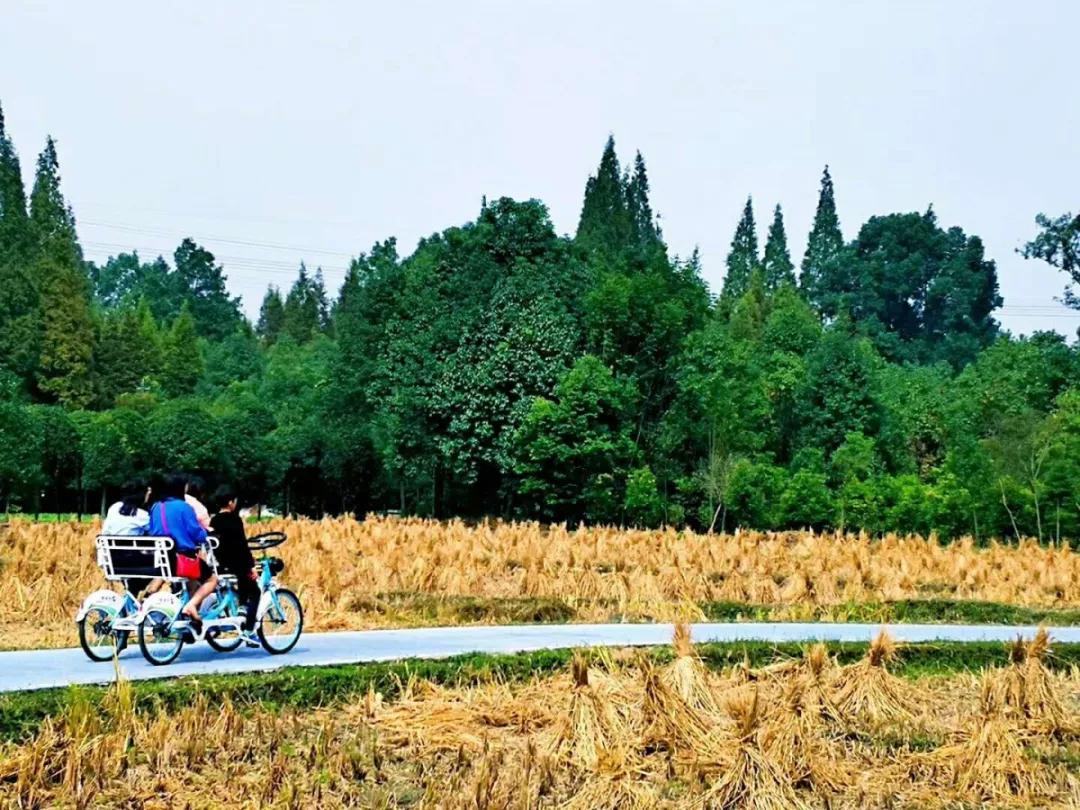 青城山熊猫谷都江堰一日游攻略,熊猫谷青城山都江堰一日游攻略