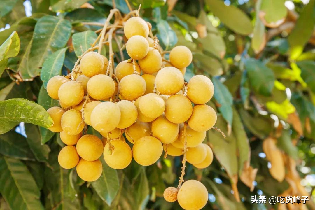 8月，爱吃龙眼的要当心，我也是刚刚才知道，看后记得告诉家里人
