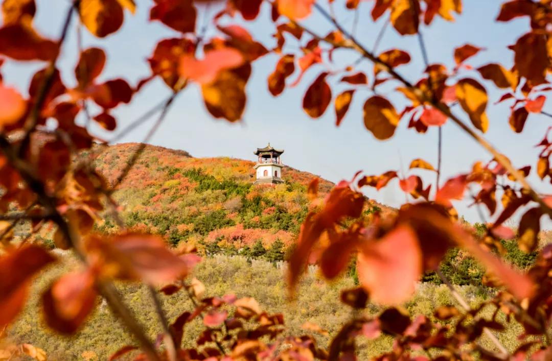 【FENG爆】走！到丰台赏秋去——2021丰台金秋文化旅游季，正式开启！