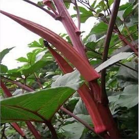 网传它是“植物伟哥”，可降血糖，抗癌症，然而很多人都不认识它